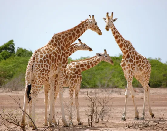 a group of giraffes standing around in the dirt