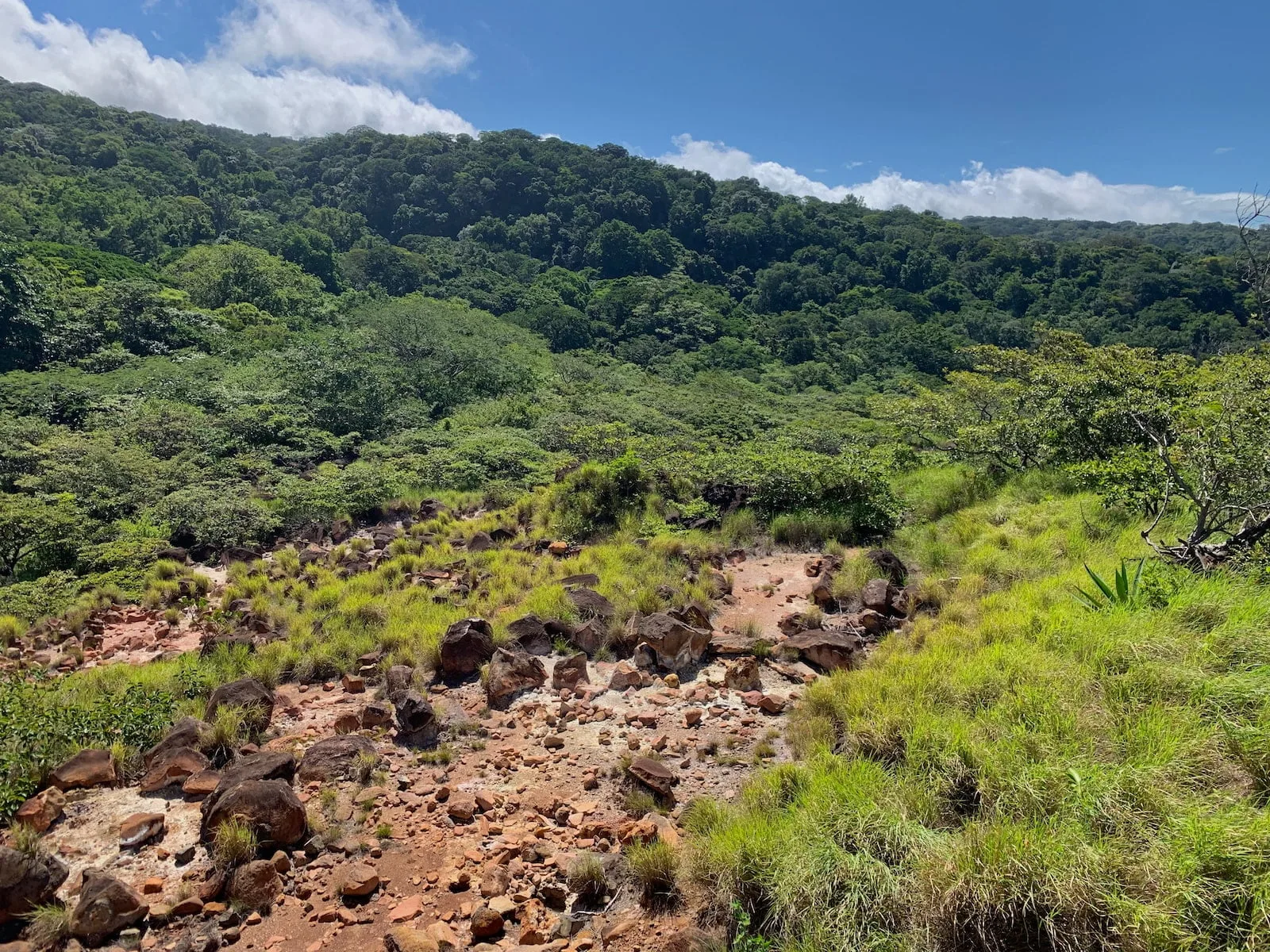 green trees on mountain under blue sky during daytime