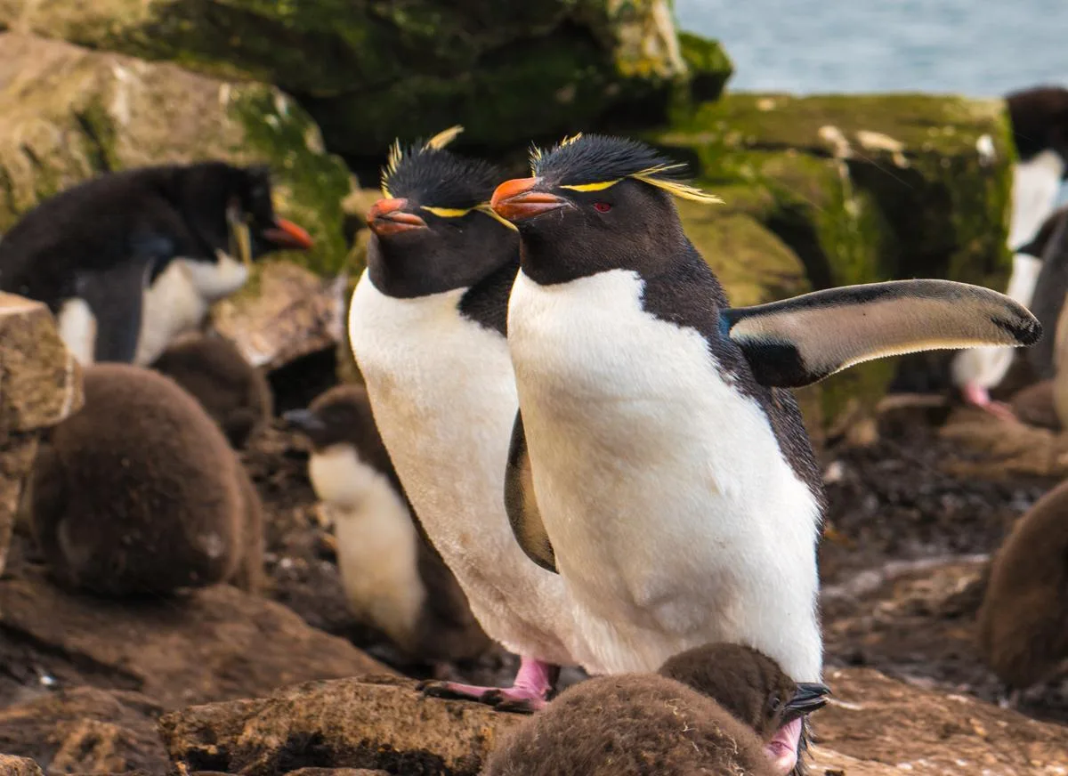 Falkland Islands 11