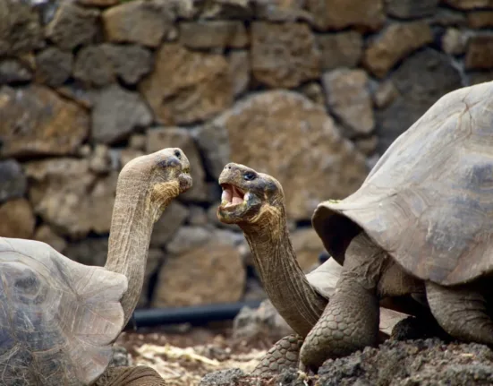 Galapagos Islands 4