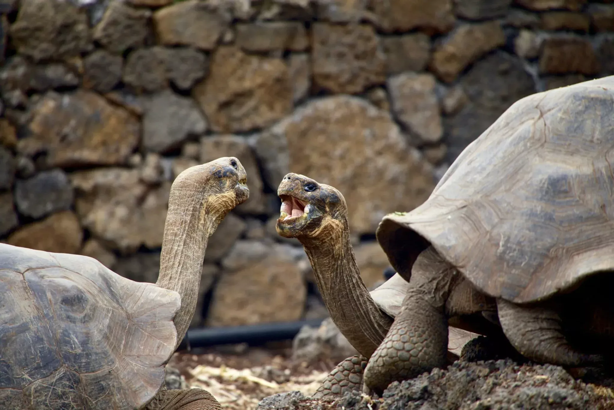 Galapagos Islands 4