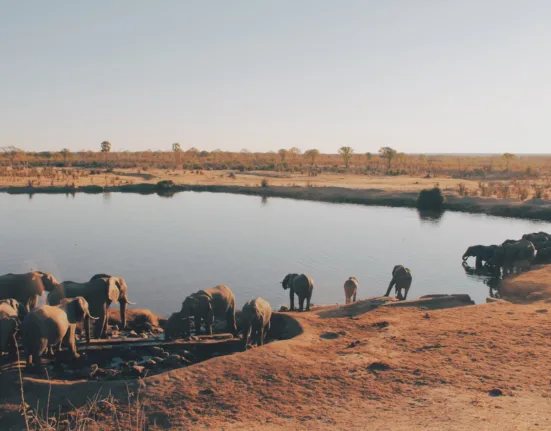 herd of elephant drinking water from lake