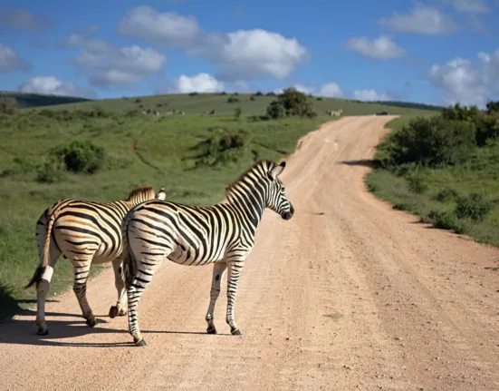 two zebras walking on brown path