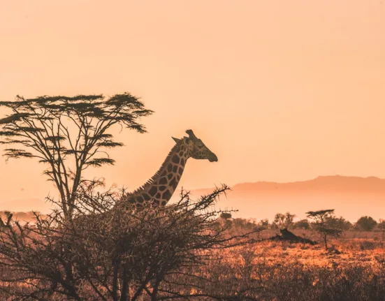 Is It Safe To Travel To Kenya For A Vacation?
