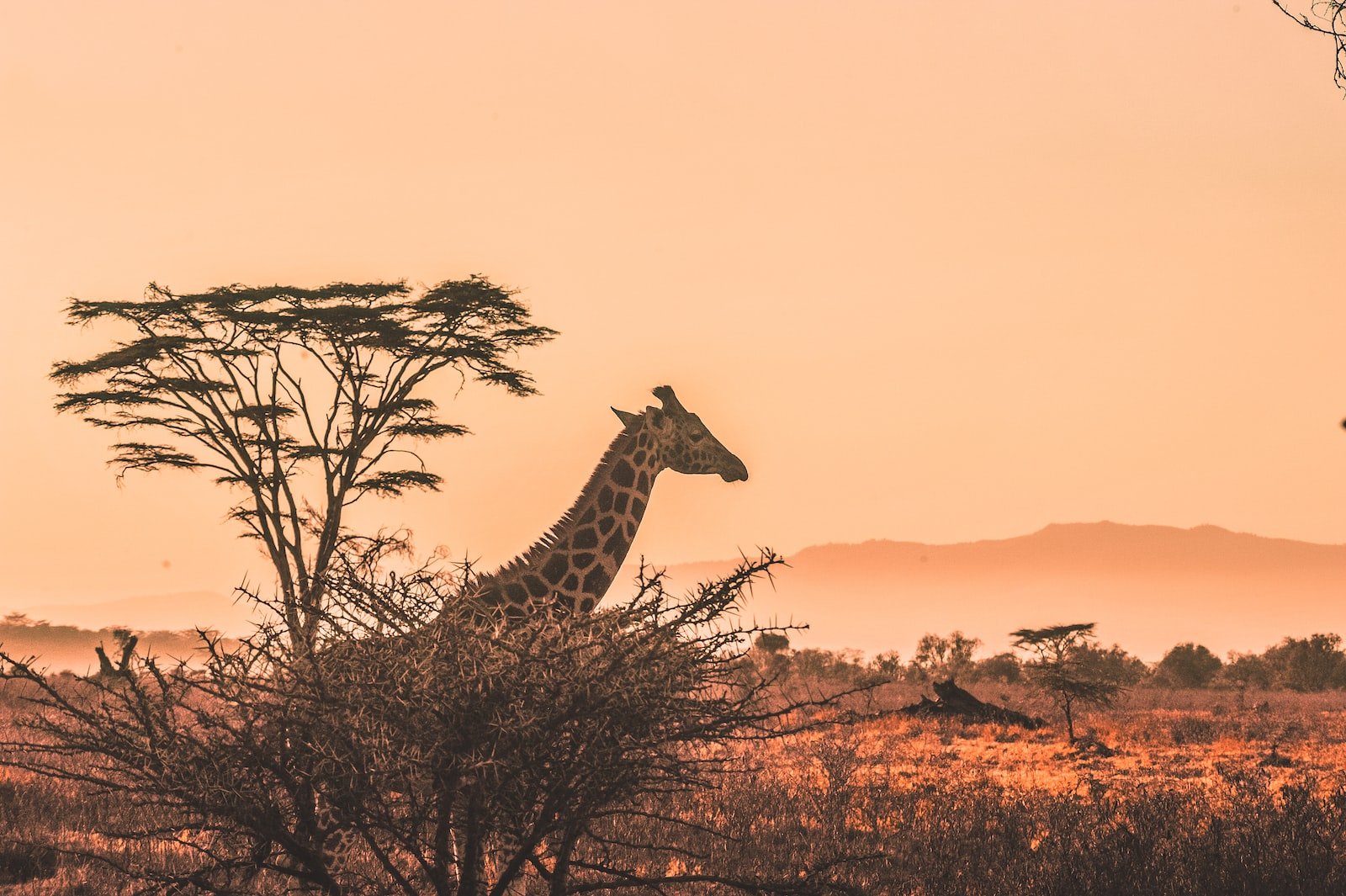 Is It Safe To Travel To Kenya For A Vacation?