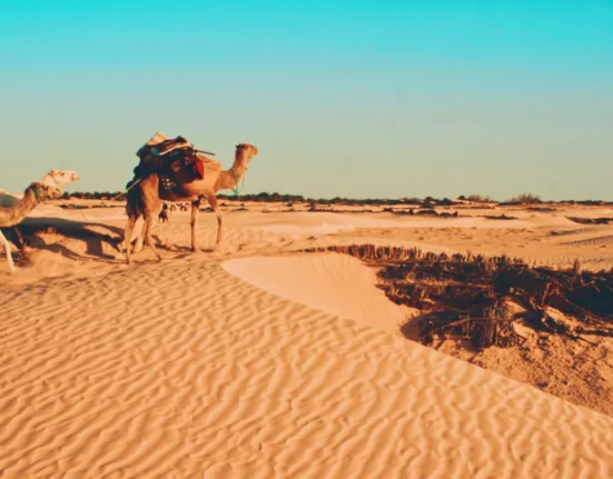 brown camel on desert during daytime
