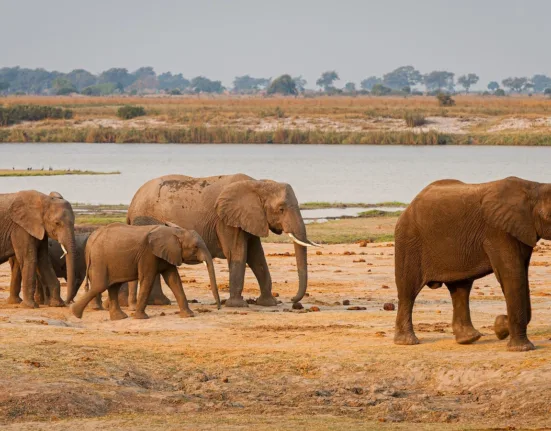 2 elephants walking on brown field during daytime