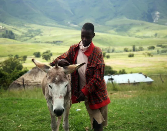 man holding beige horse