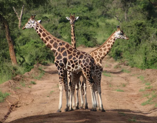 three brown giraffe standing on road during daytime