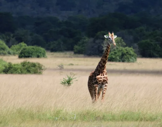 giraffe on brown grass field during daytime