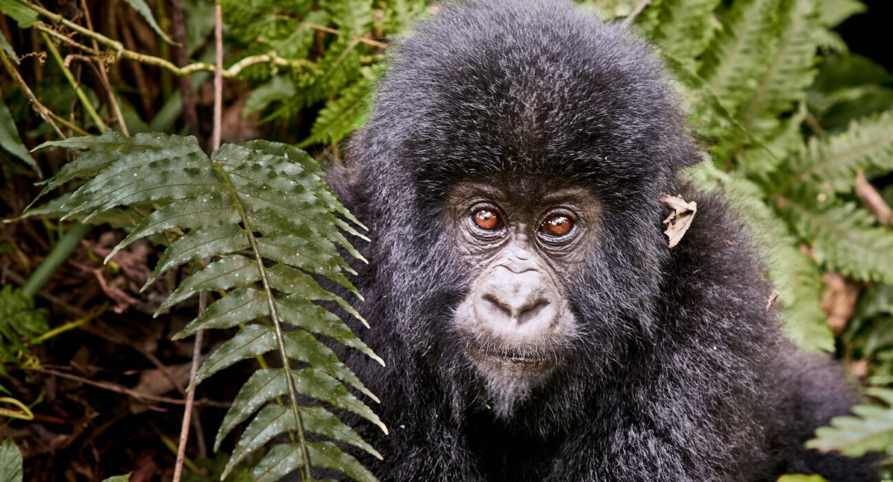 Is Congo A Safe Country To Visit?