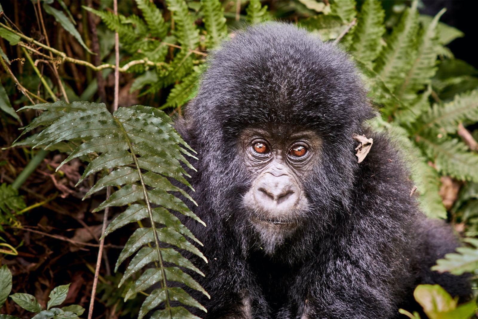 Is Congo A Safe Country To Visit?