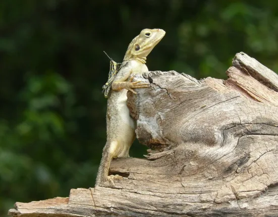 nature, lizard, grasshopper