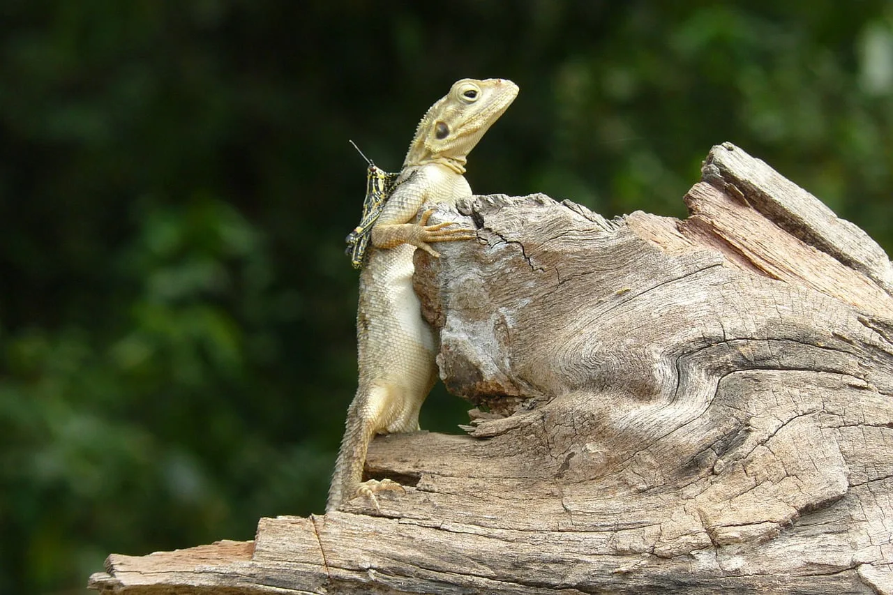 nature, lizard, grasshopper