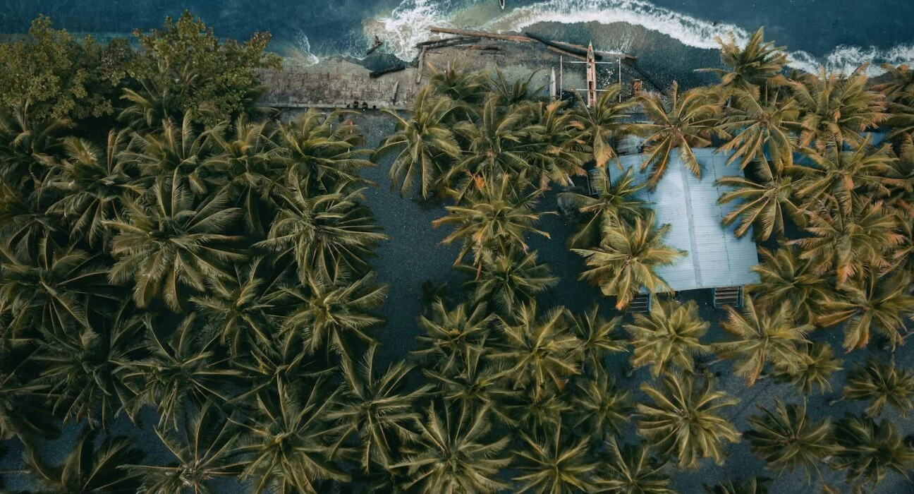 green palm tree near body of water