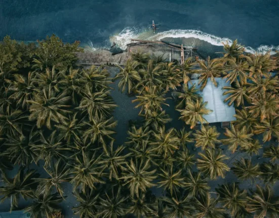 green palm tree near body of water