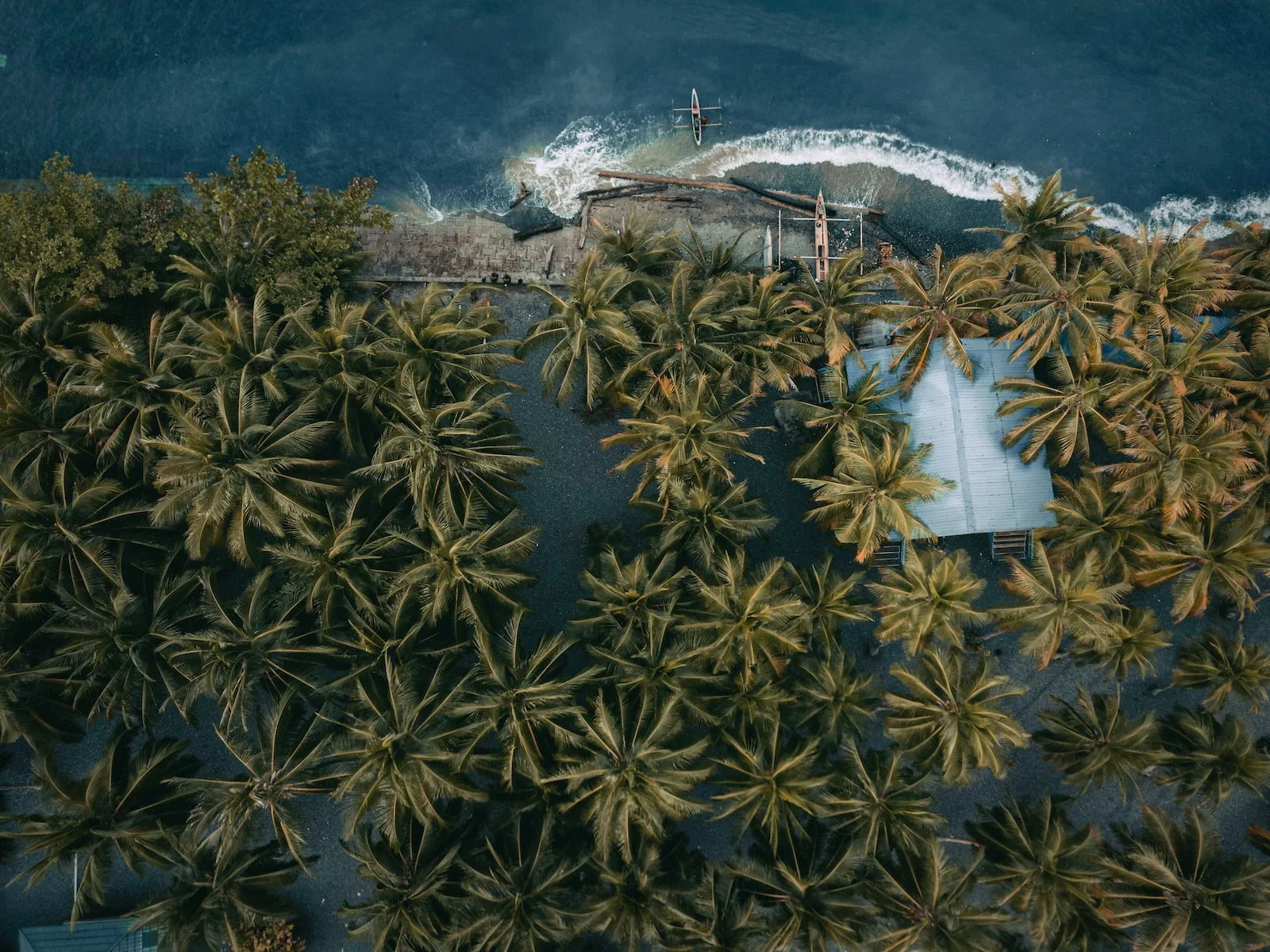 green palm tree near body of water