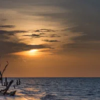 driftwood on shore