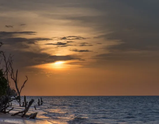 driftwood on shore
