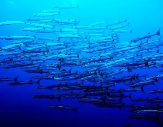 sea, palau, blue