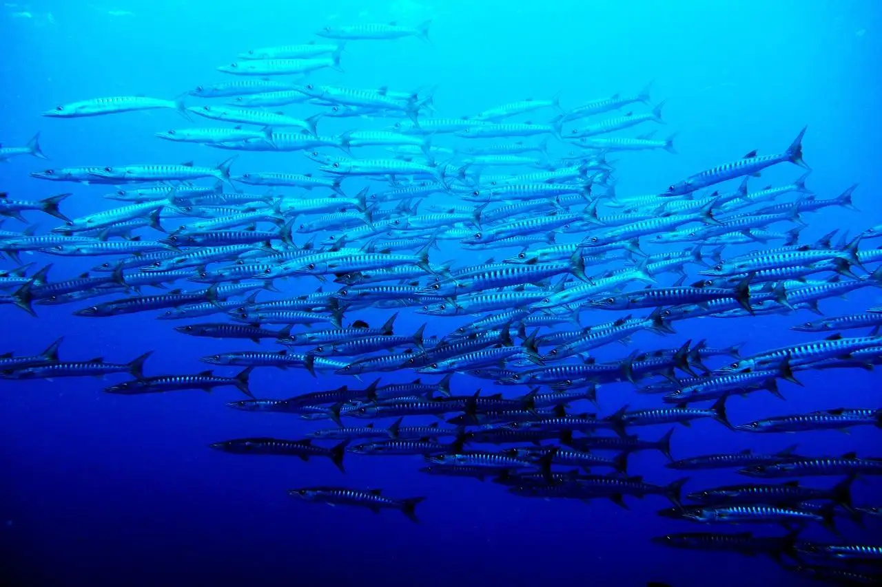sea, palau, blue