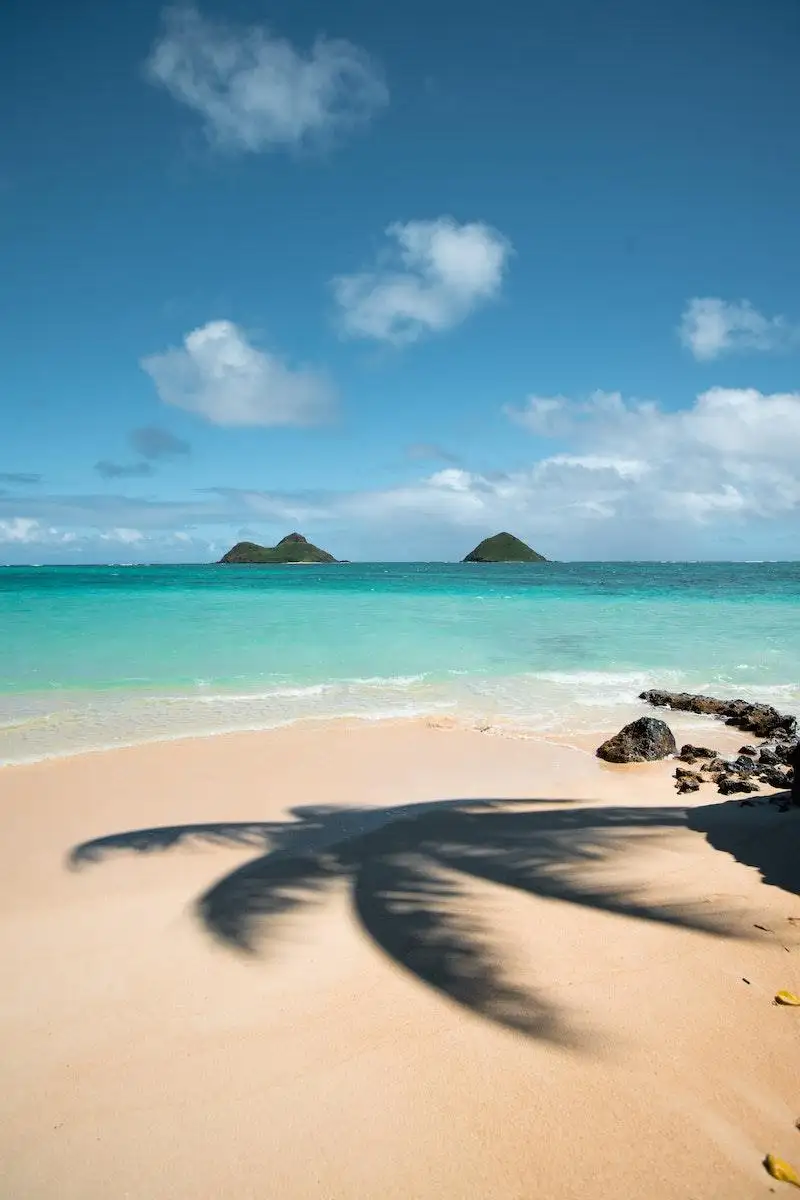 Photo by Jeremy Bishop Coconut Tree Shadow on Seashore