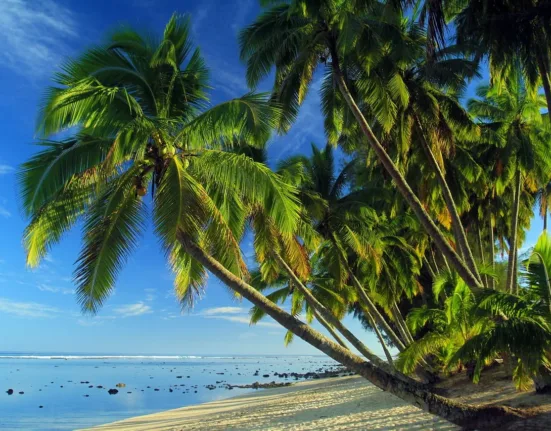 palms, tropical beach, tropical
