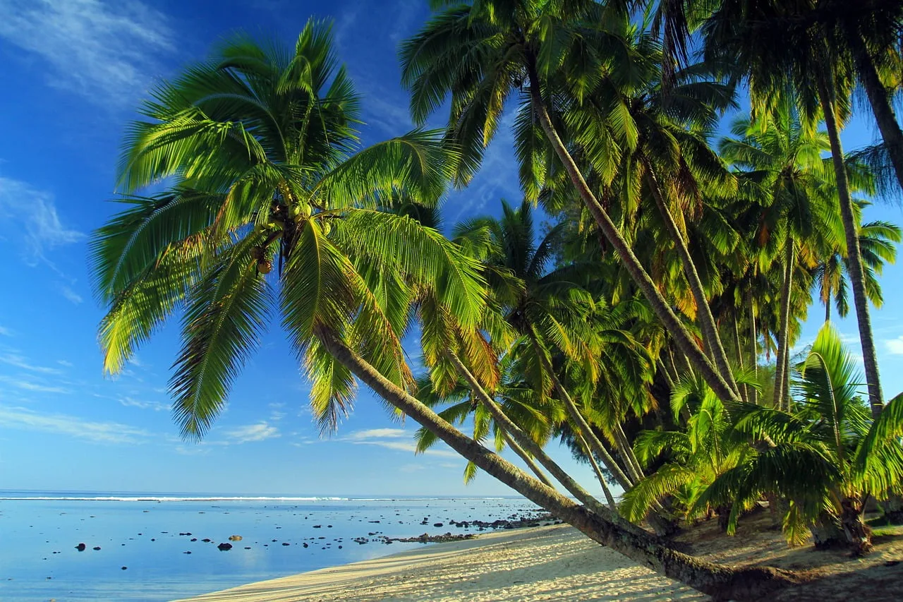 palms, tropical beach, tropical