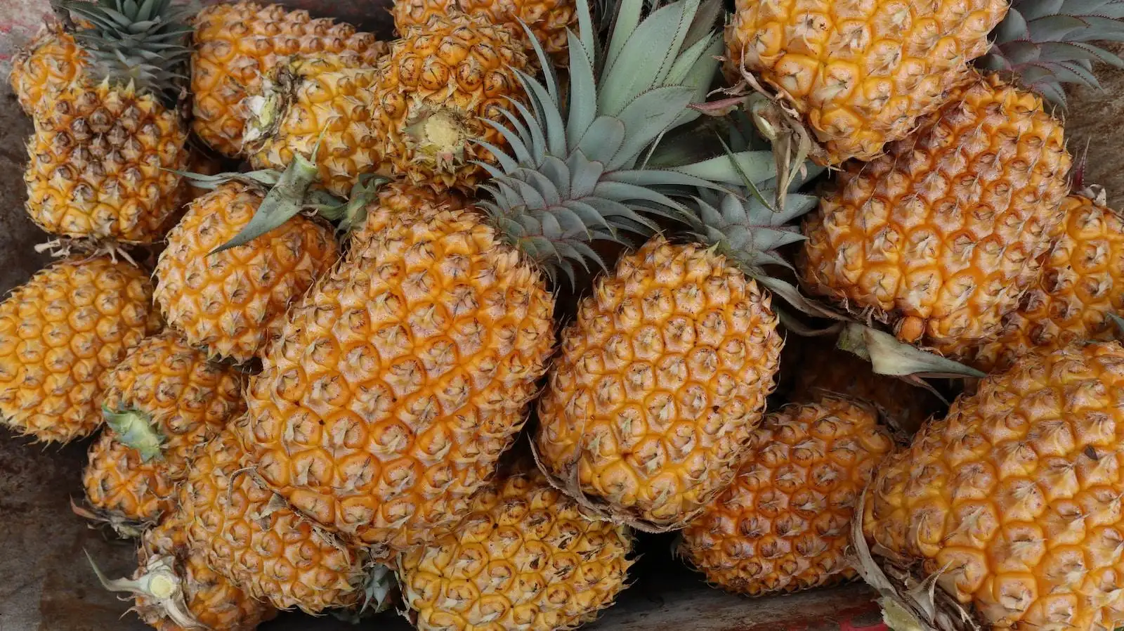 Photo by Justine Alipate ripe pineapple fruits