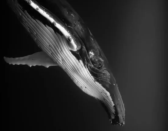 black, nature, humpback