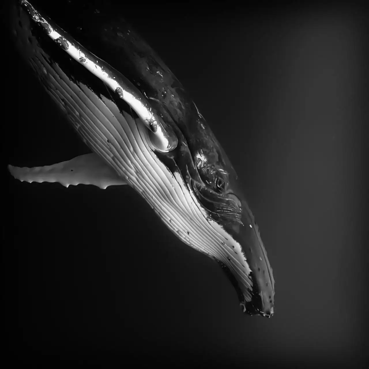 black, nature, humpback