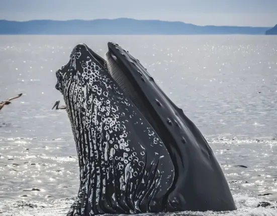 black, nature, humpback