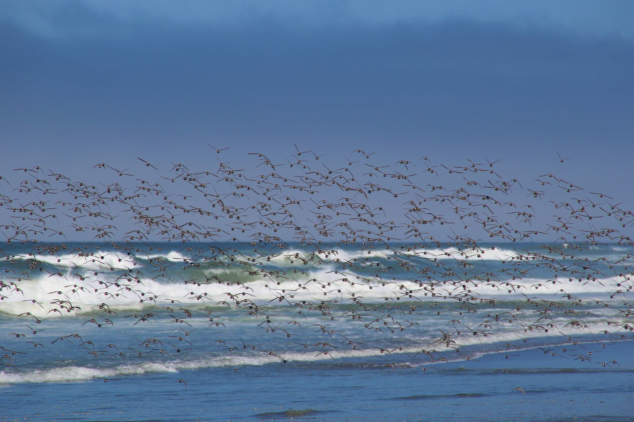 birds, sea, flock of birds