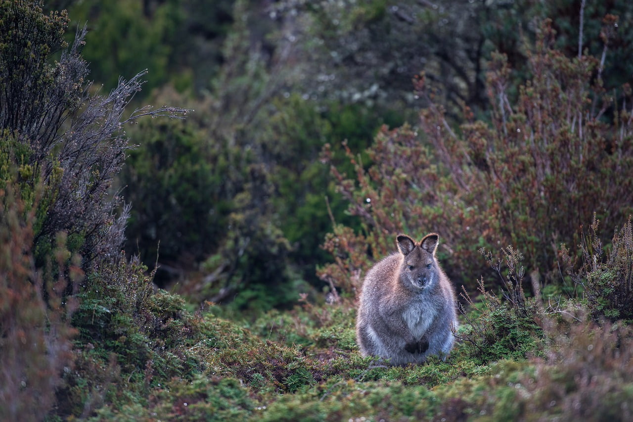 wallaby, red-necked wallaby, bennett's wallaby