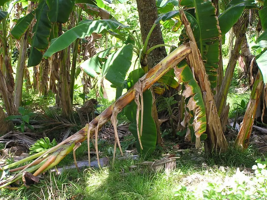 Banana (Musa sp.): 'Snapper' 69313e18 1a88 4f96 b1b7 1b1c938f30ab