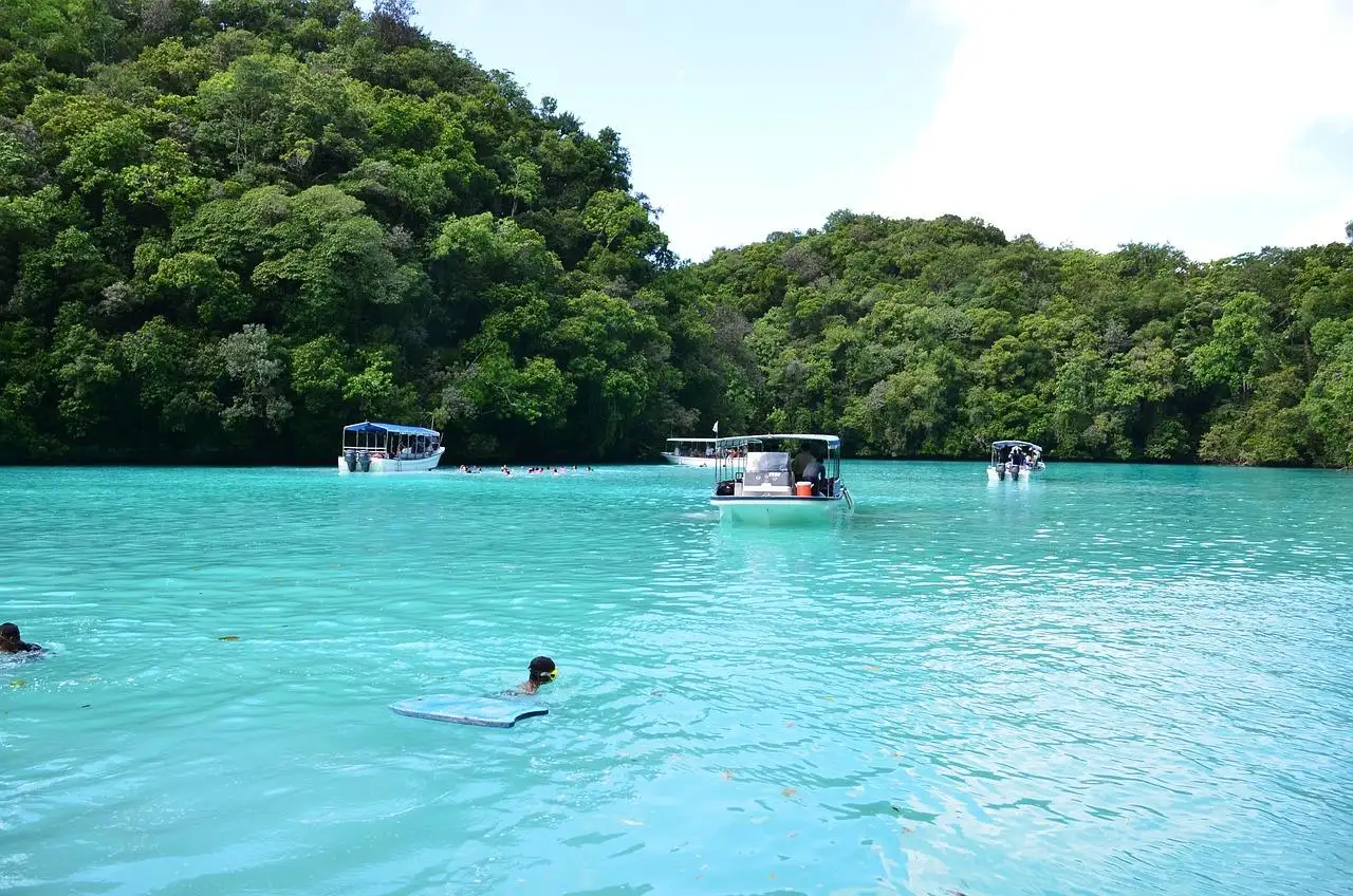 Photo by CCPAPA dolphin, palau, beach