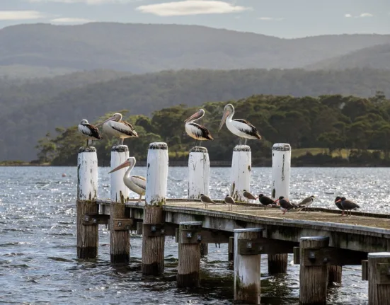 bird, pelican, carnarvon bay