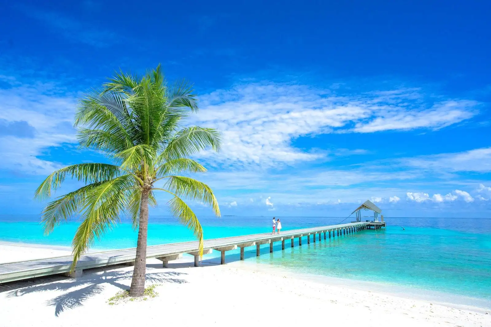 Photo by Asad Photo Maldives Palm Tree Near Body of Water