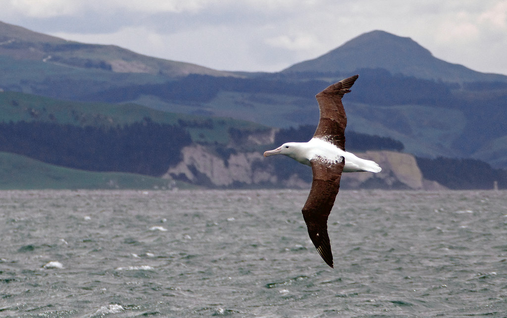 Chatham Islands