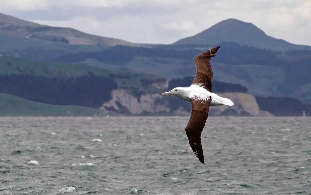 Northern royal albatross,( Diomedea sanfordi,) Chatham Islands