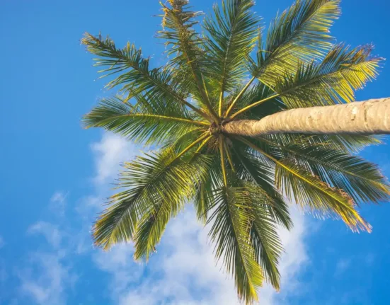 coconut tree under clear blue sky