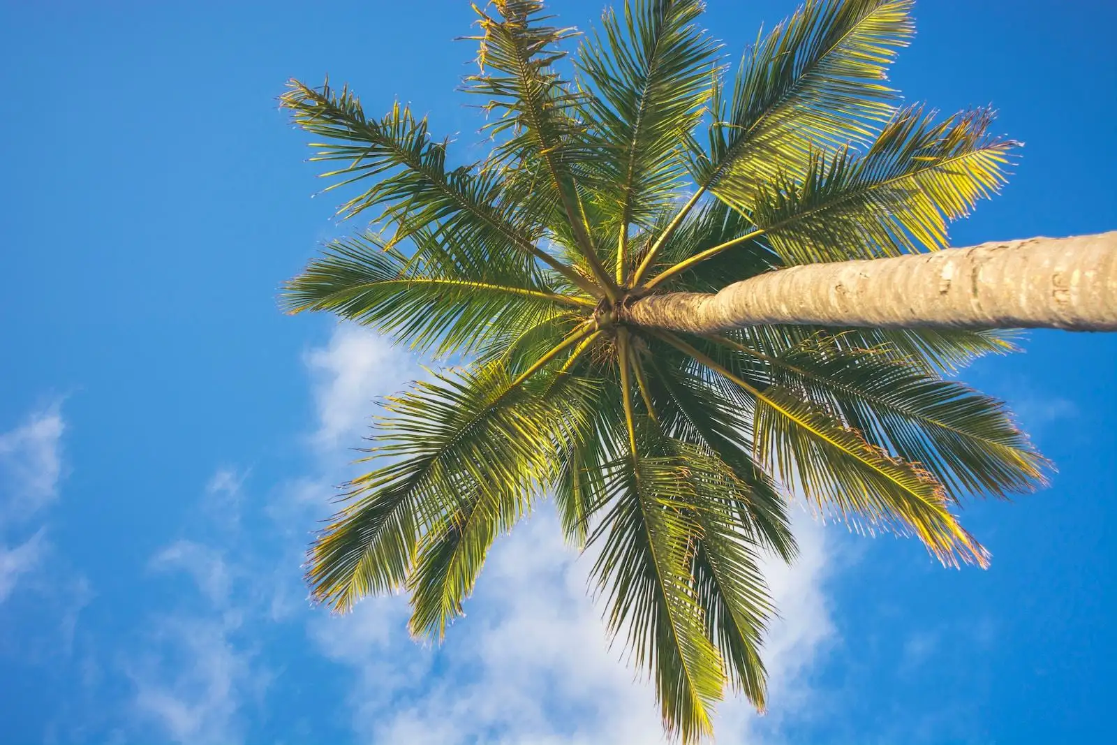 coconut tree under clear blue sky