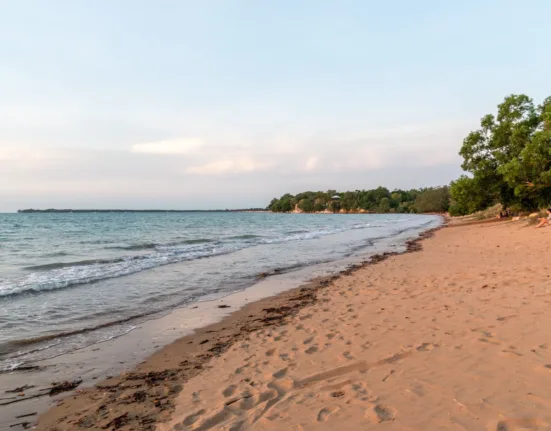 green trees on brown sand beach during daytime