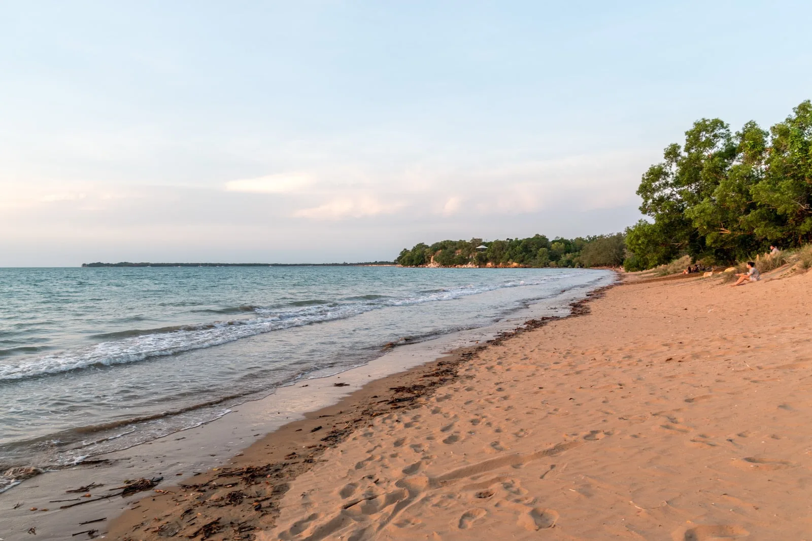 green trees on brown sand beach during daytime