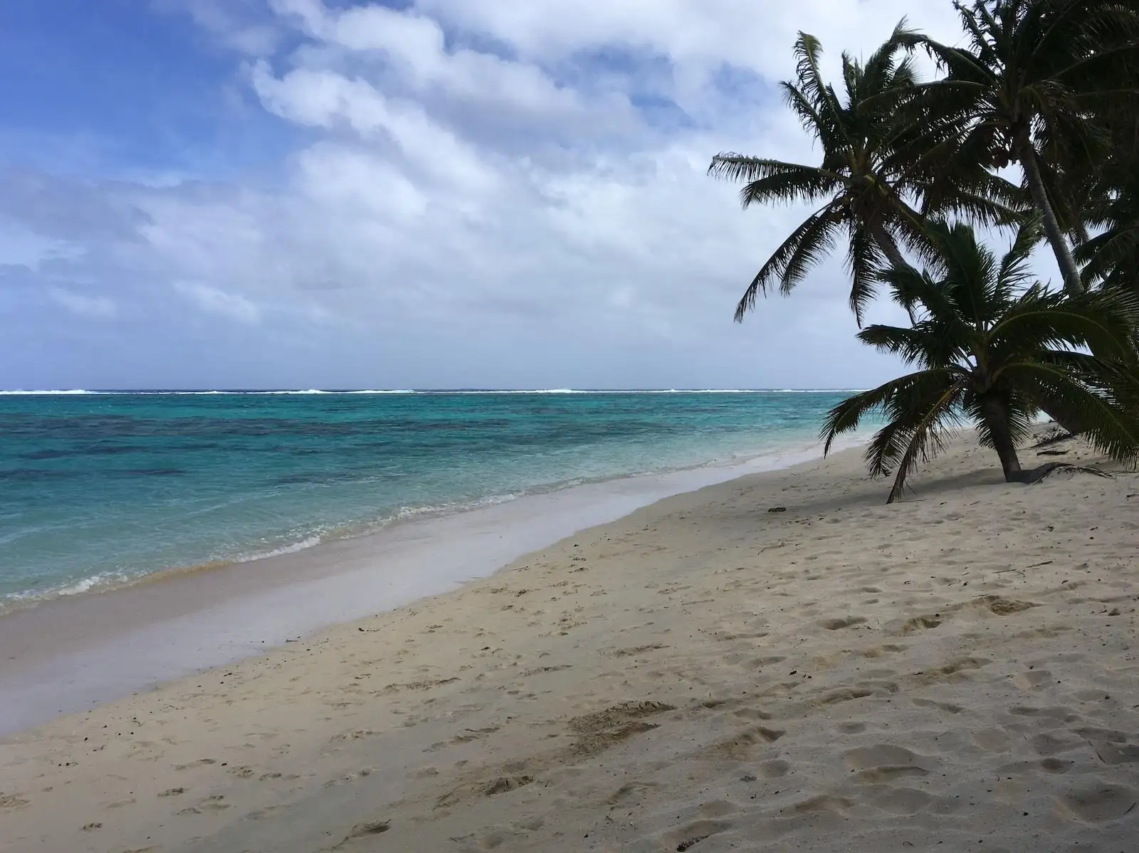 Photo by Flynn Powell green palm tree on beach during daytime