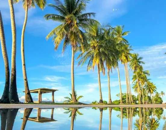 coconut trees