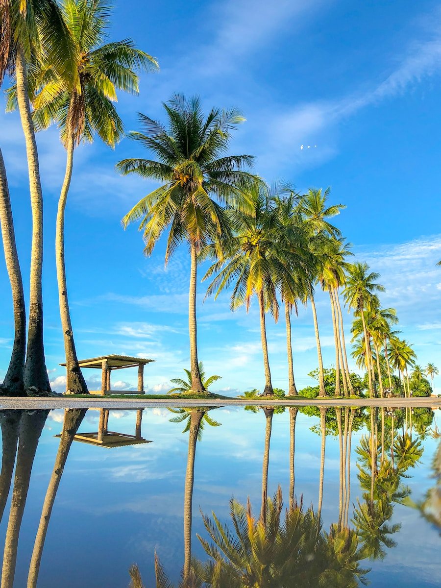 Photo by Winston Chen coconut trees