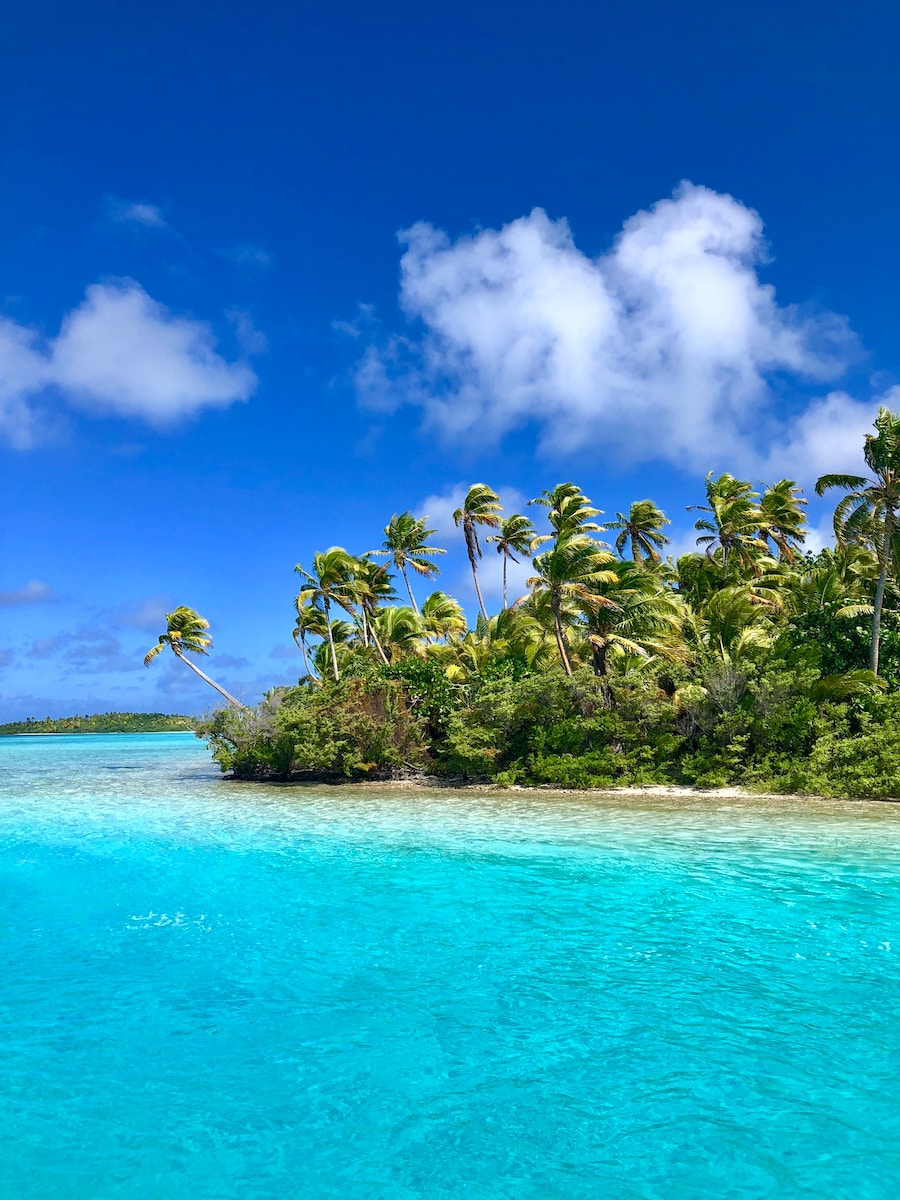 green palm trees on beach under blue sky and white clouds during daytime