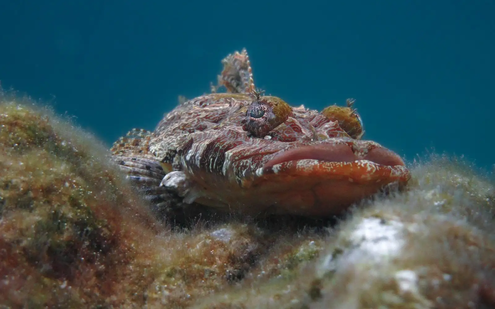 Photo by Sean Robertson a close up of a fish on a reef