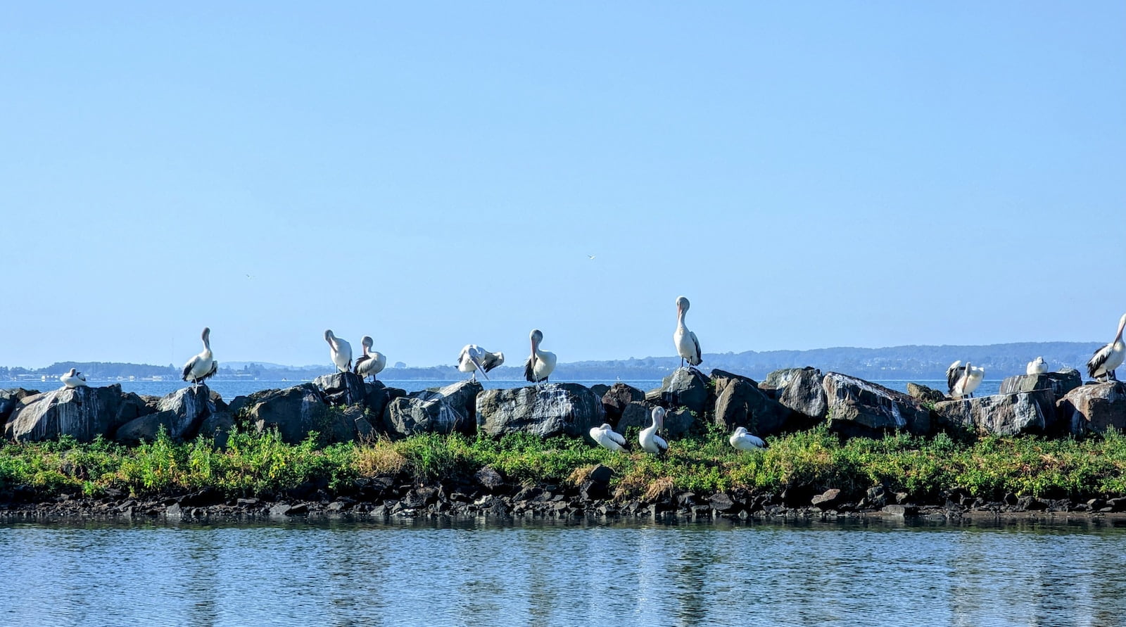 a group of birds on a rock